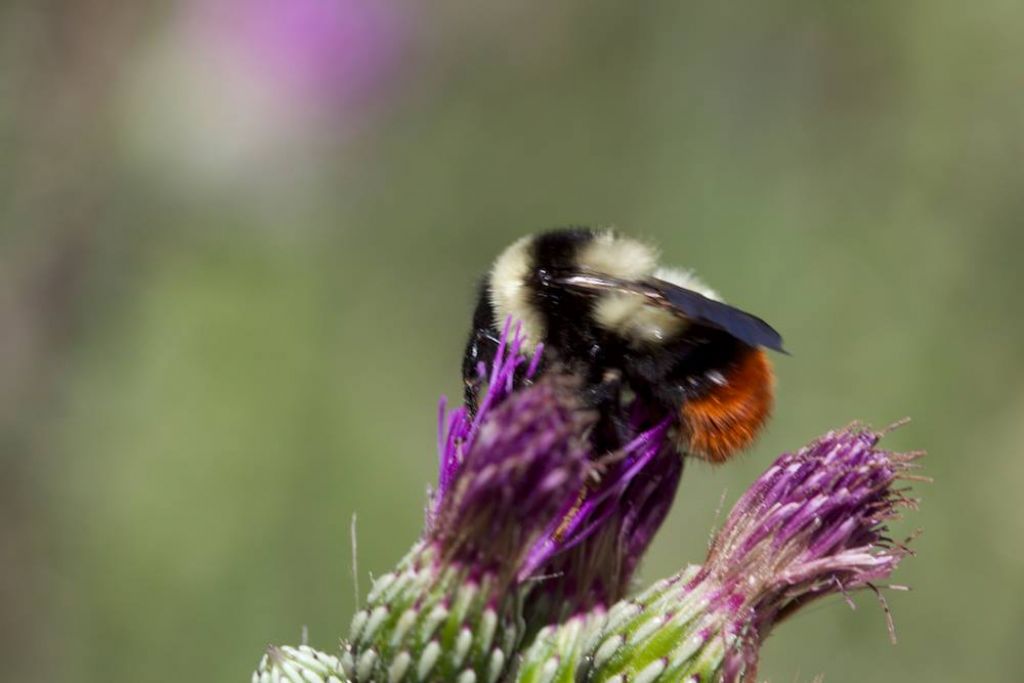 ID Please, Bumblebee